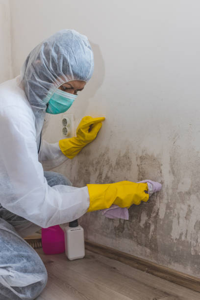 Best Air Quality Testing for Mold Spores  in Tavares, FL